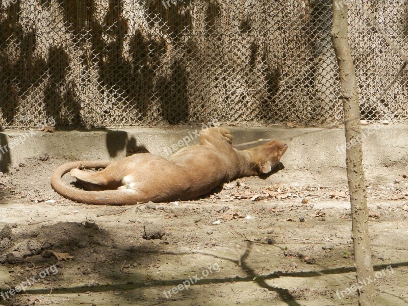 Deprive Zoo Lie Free Photos