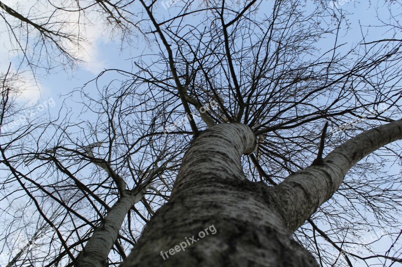 Nature Forest Tree Landscape Sky