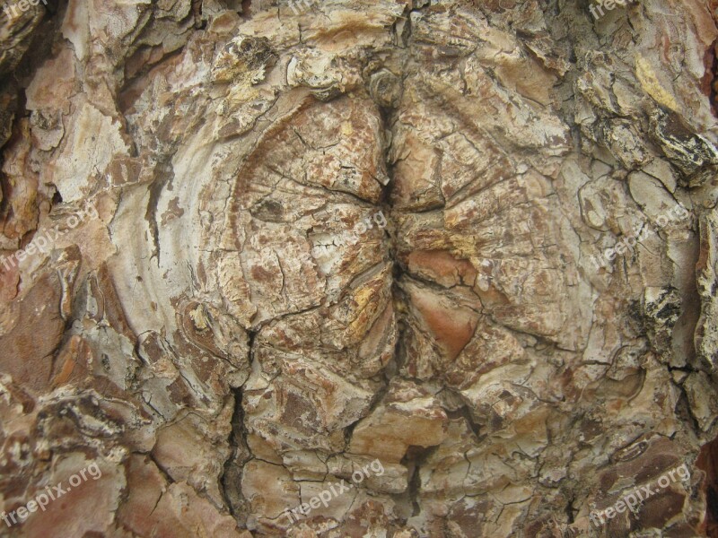 Tree Knot Bark Texture Natural