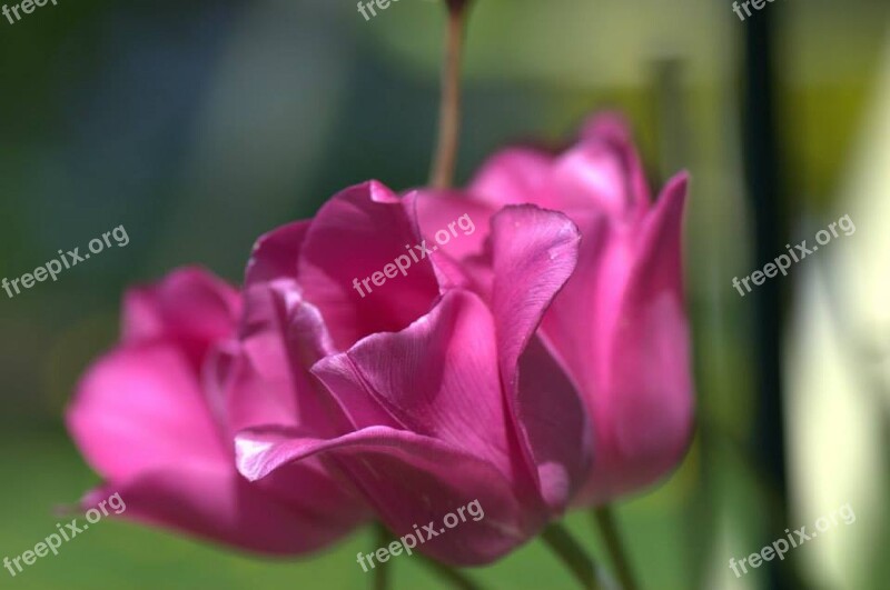 Tulip Pink Spring Flower Free Photos