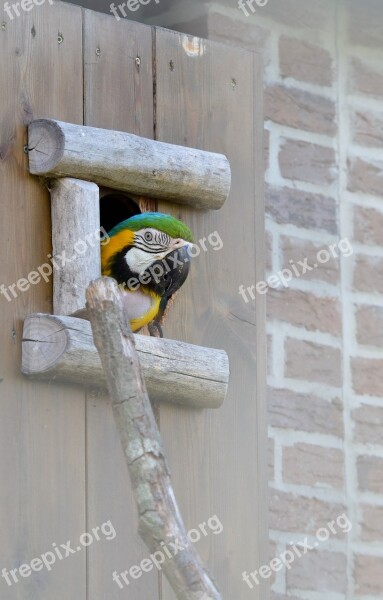 Parrot Ara Colorful Bird Blue