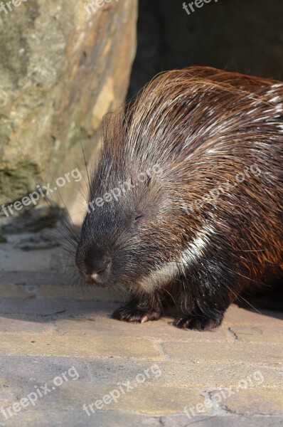 Porcupine Zoo Summer Free Photos