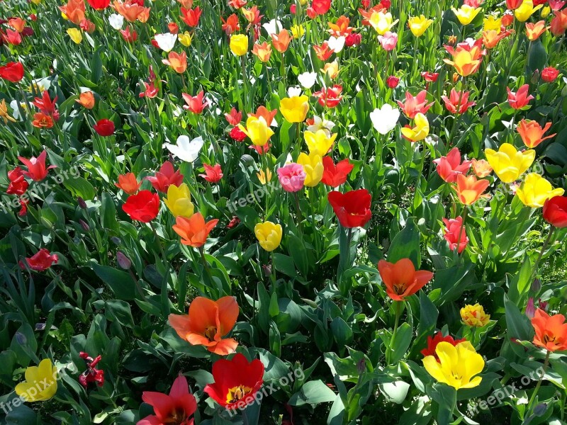 Tulips Tulip Bed Colorful Spring Bright Colours