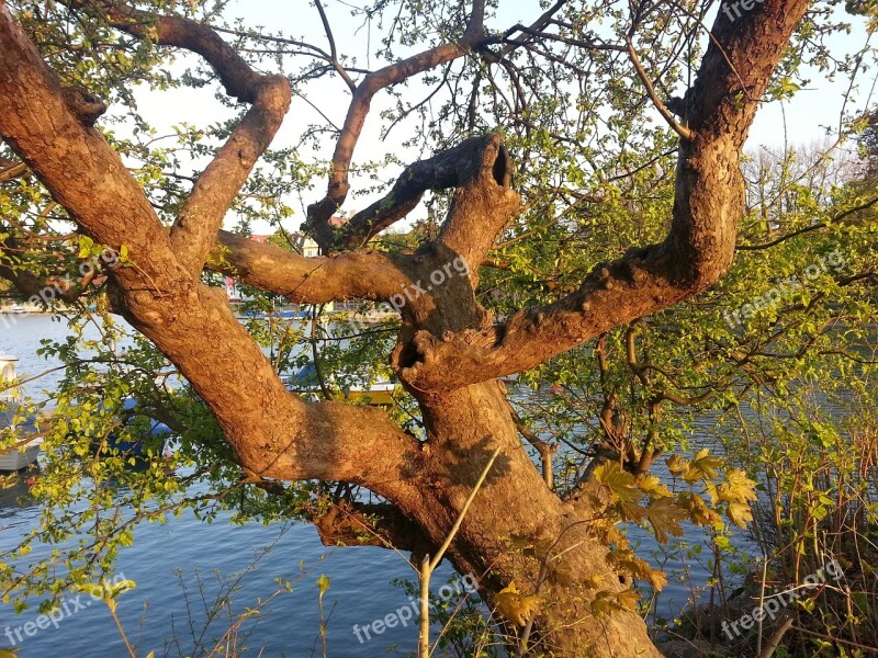 Tree Gnarled Tribe Log Nature