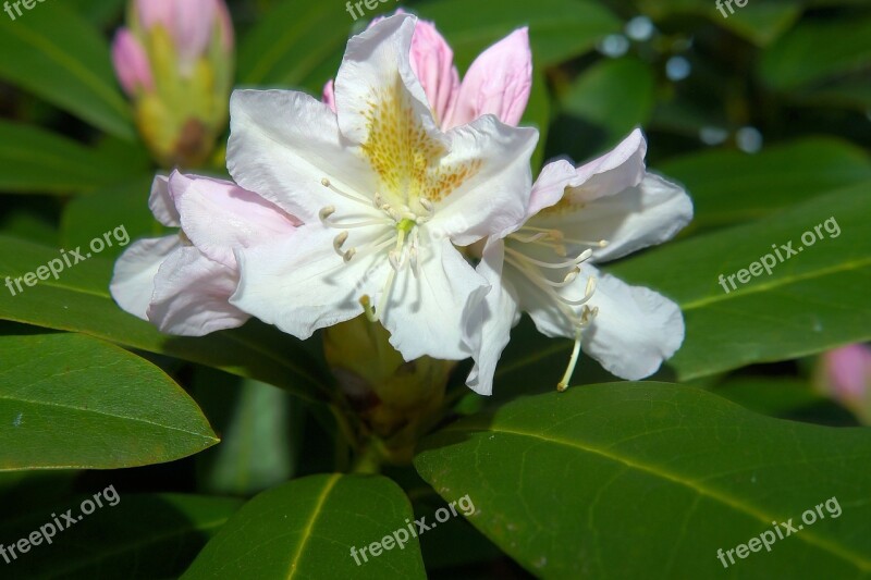 Flowers Rhododendrons Bush Frühlingsanfang White