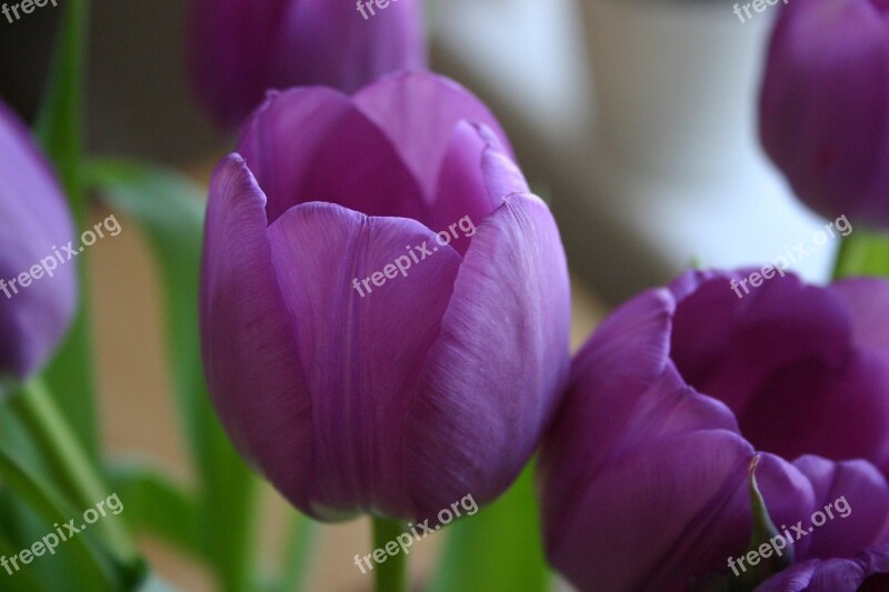 Tulip Flower Purple Bouquet Free Photos