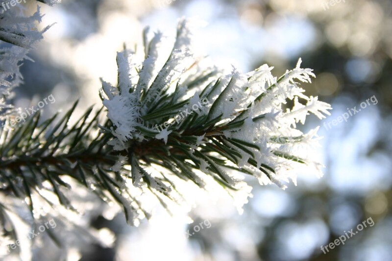 Winter Frost Snow Barr Branch