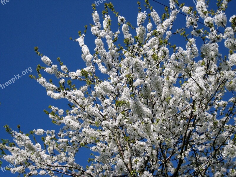 Blossom May Spring Bloom White