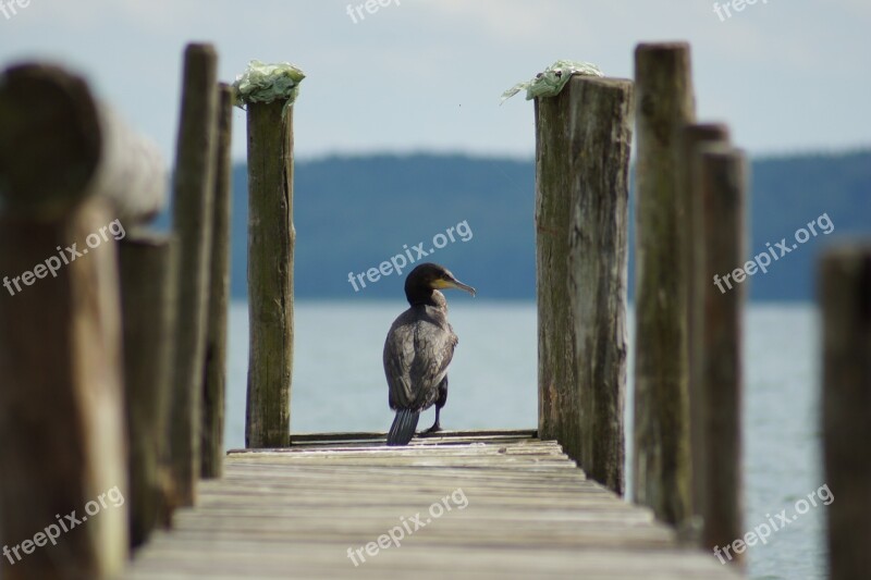 Cormorant Boardwalk Lake Web Nature