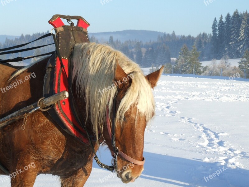 Horse Nature Landscape Animal Tourism