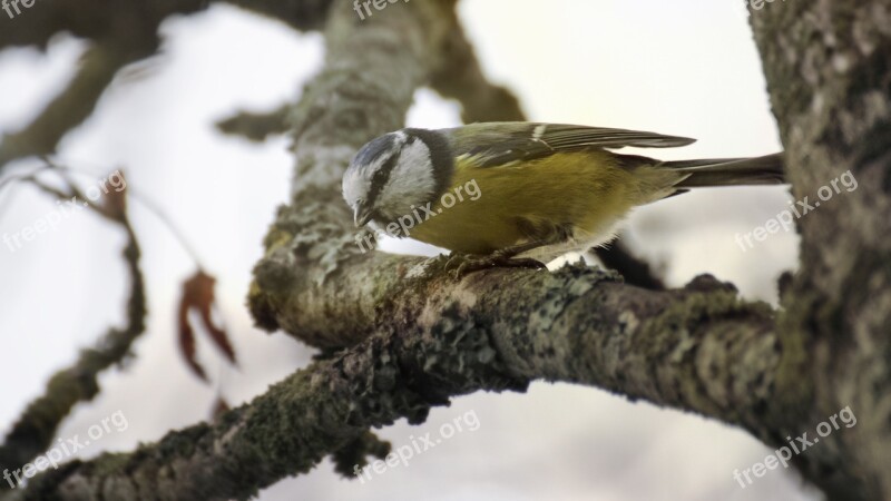 Blue Tit Bird Animals Springs Wings