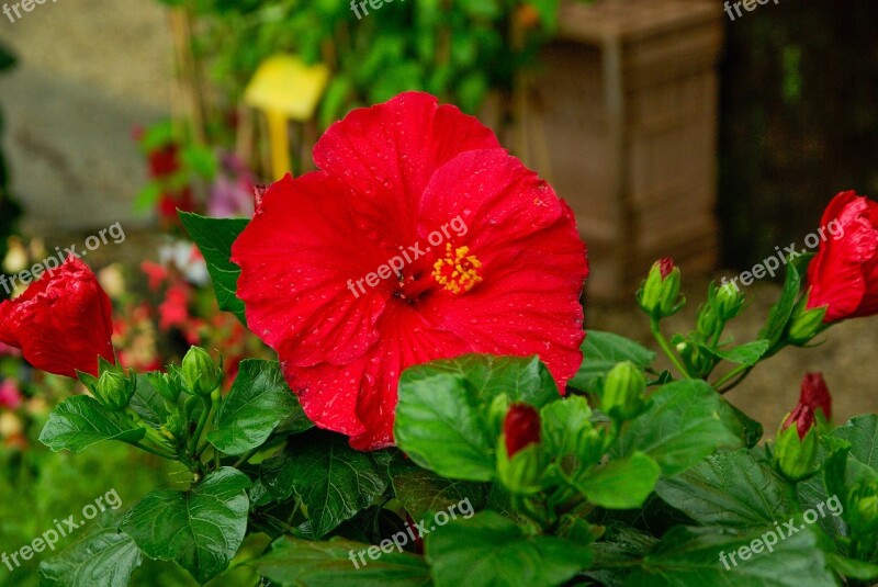 Flower Hibiscus Red Pistil Raindrops