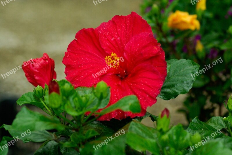 Flower Hibiscus Red Drops Of Water Petals