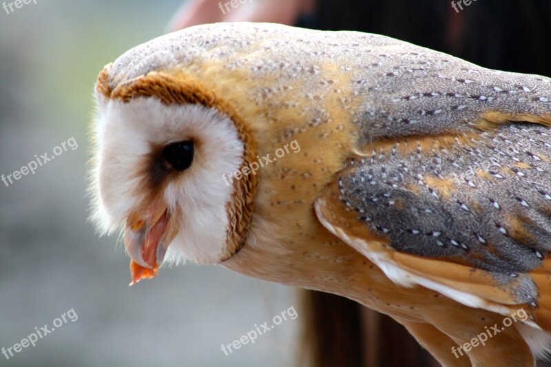 Barn Owl Owl Feeding Bird Of Prey Eating Free Photos