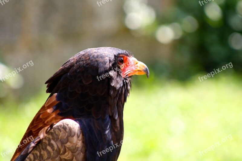 Hawk Bird Of Prey Falconry Falcon Raptor