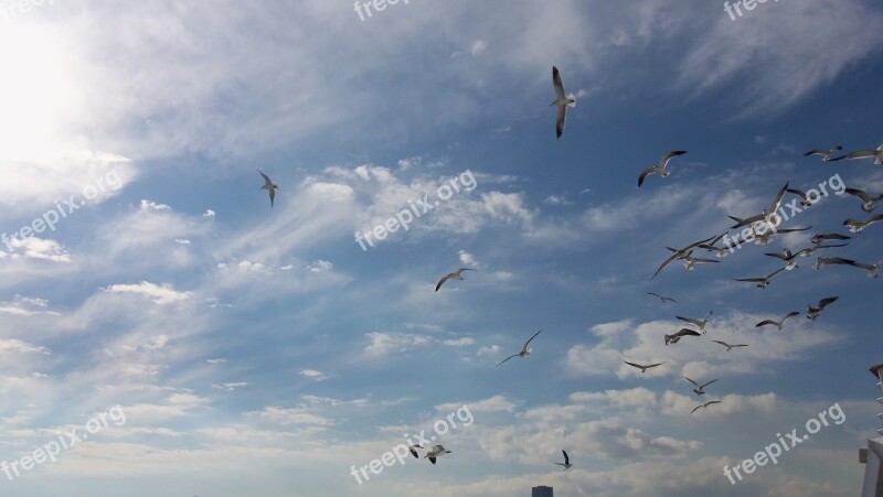 Birds Seagulls Bird Nature Sky