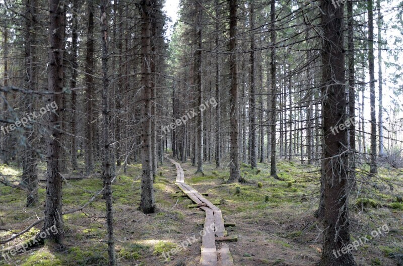 Aarnometsä Duckboards Summer Spruce Forest Conifer