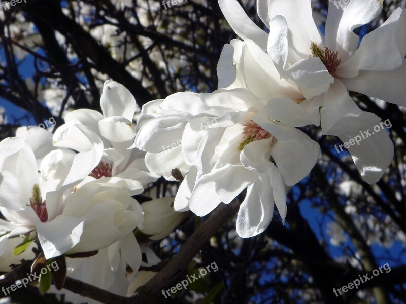 Ornamental Tree White Spring Beauty