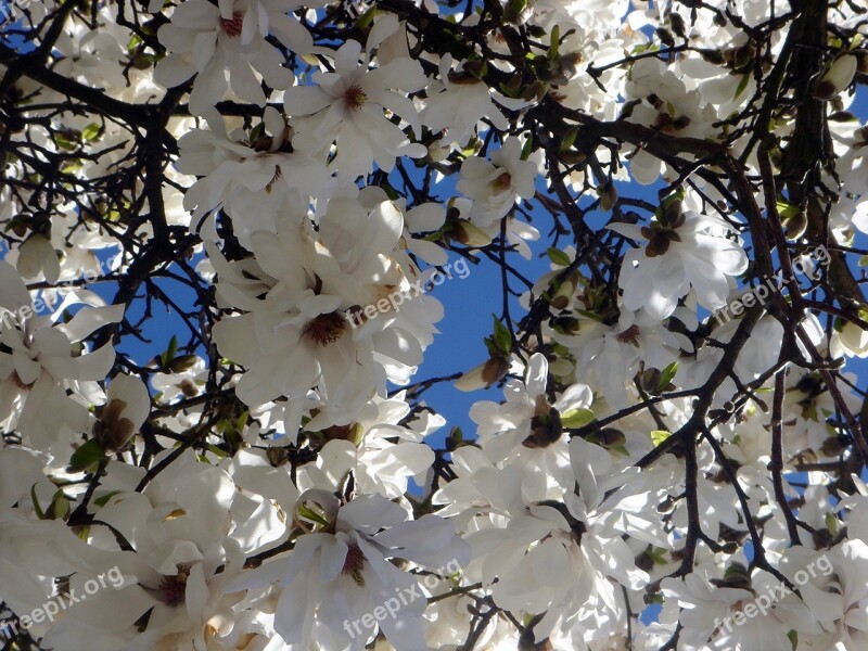 Ornamental Tree Garden White Flowers