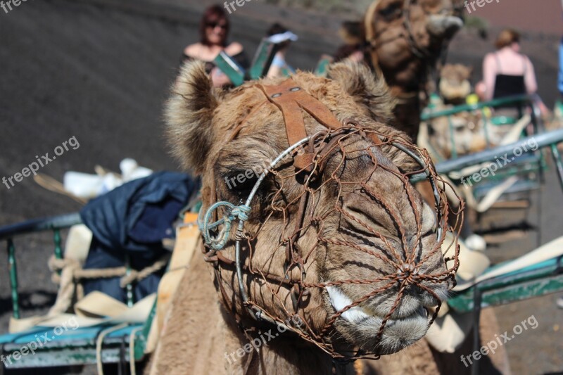 Dromedary Camel Desert Ship Animal Caravan