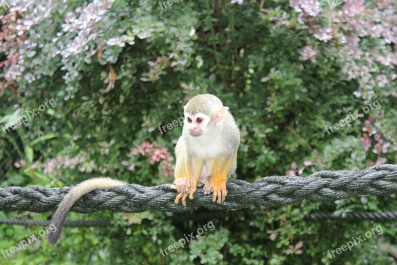 Squirrel Monkey Skull Monkeys Monkey Animal Zoo