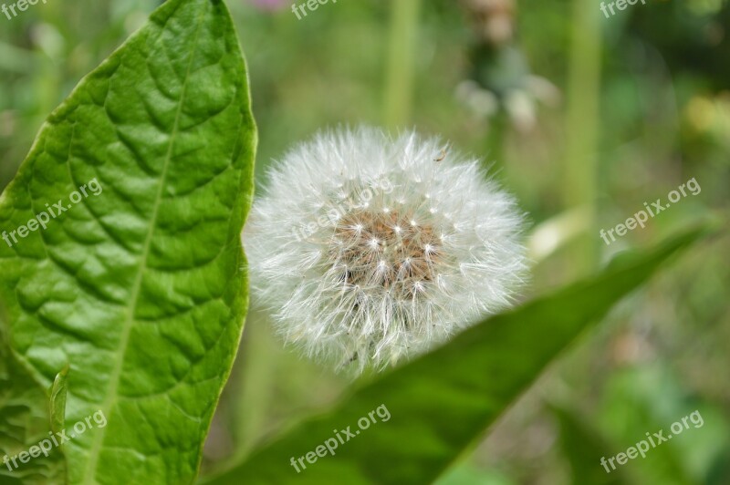 Dandelion Fluff Plant Flowers Free Photos