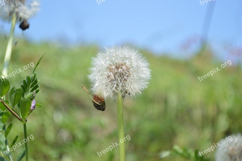 Dandelion Fluff Plant Flowers Free Photos