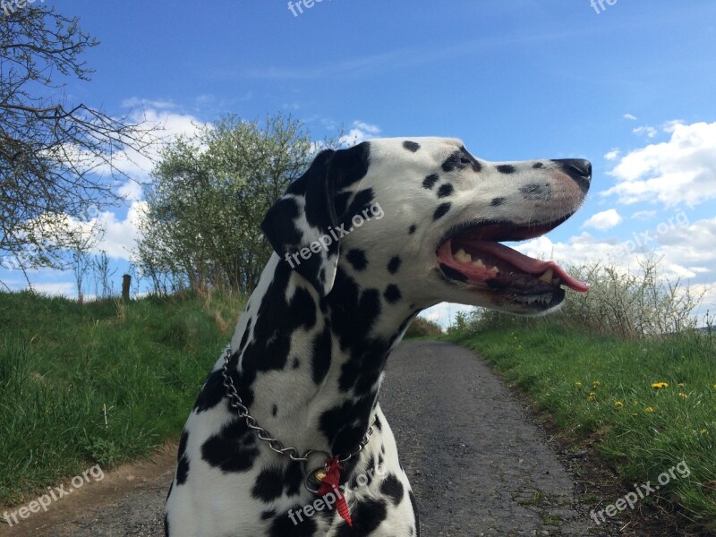 Dog Dalmatian Dog Ears Outdoors Path