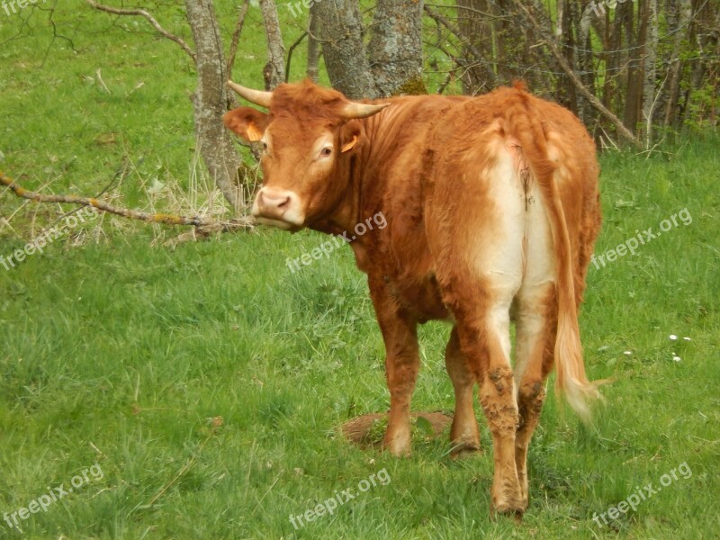 Cow Nature Prairie Free Photos