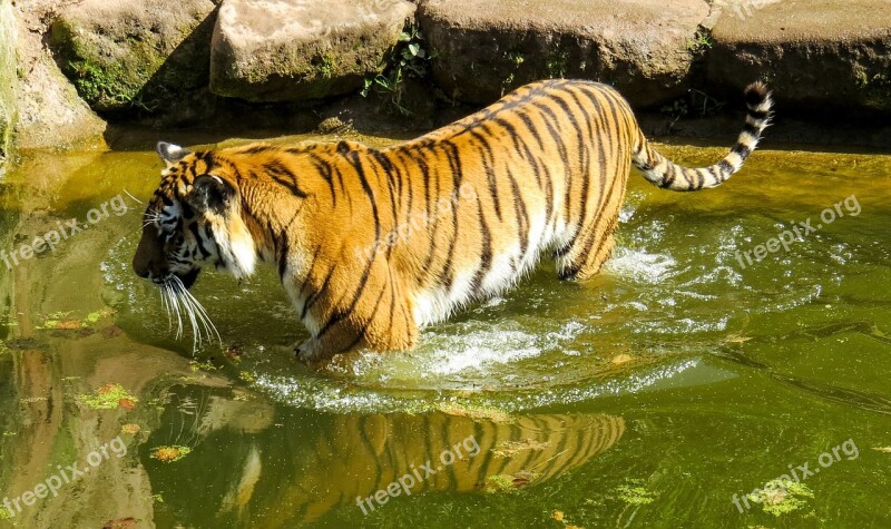 Tiger Predator Big Cat Zoo Dangerous