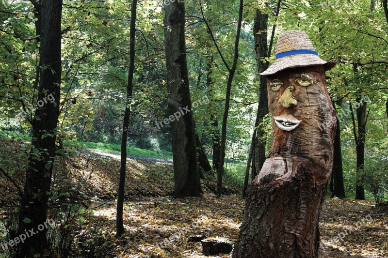 Tree Tree Stump Forest Human Sawed Off Log