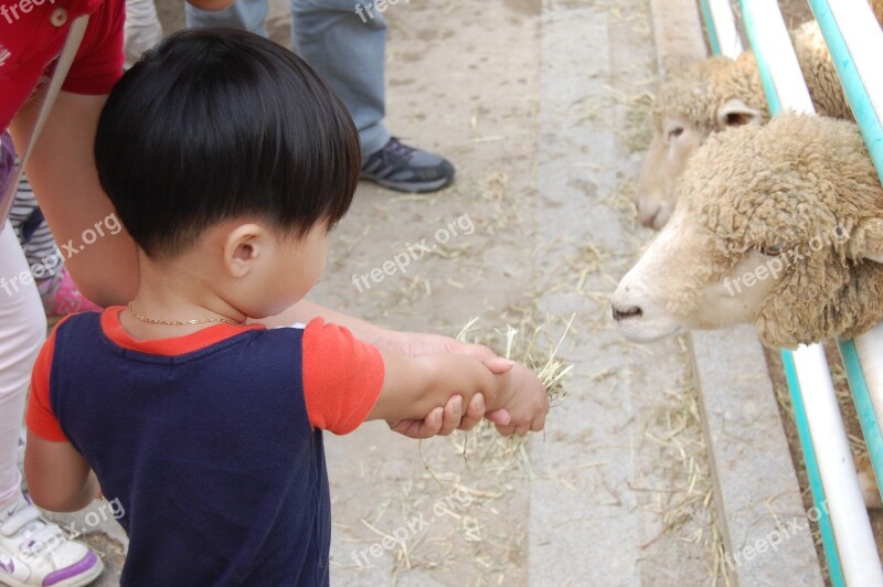 Yang Zoo Children Hand Bob