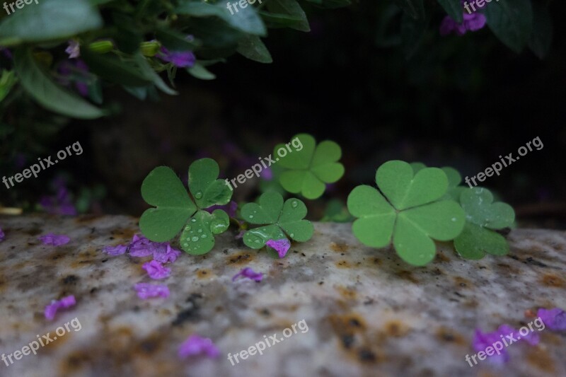 Green Clover Leaf Plants Free Photos