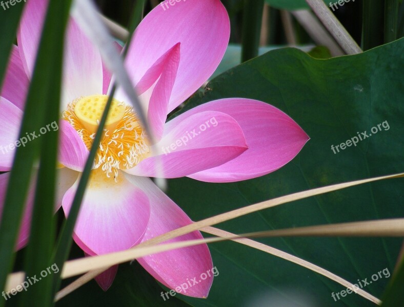 Dark Green Lake Leaf Lotus