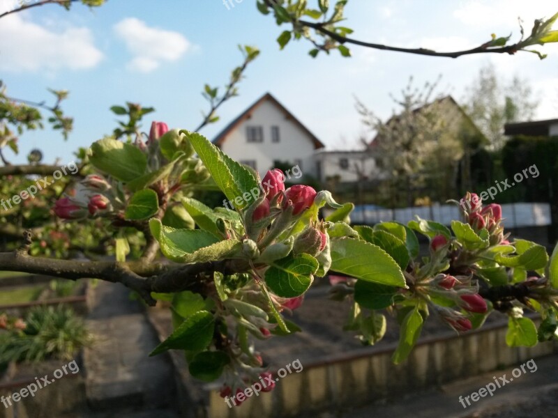 Flowers Plant Apple Tree Blossom Free Photos