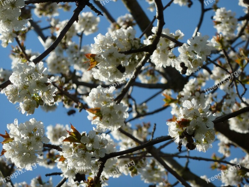 Cherry Blossoms Tree Gorgeous White Spring