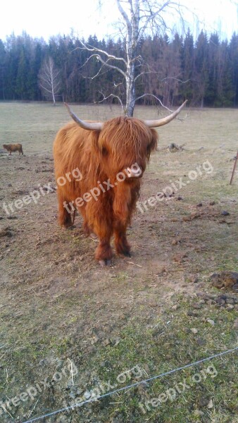 Fringe Bison Horn Free Photos