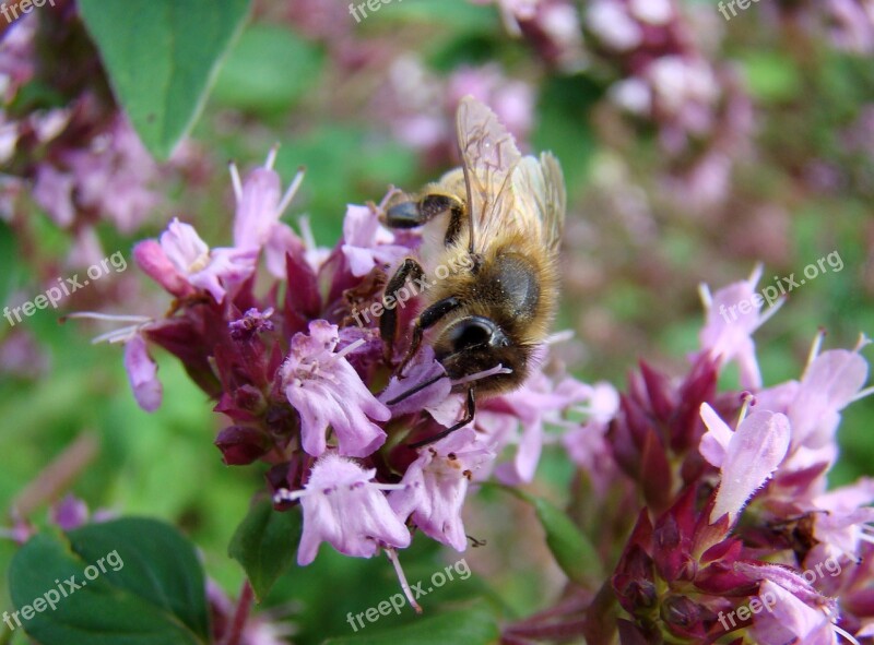 Bee Insect Thyme Grass Free Photos