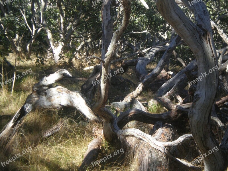 Tree Twist Nature Twisted Plant