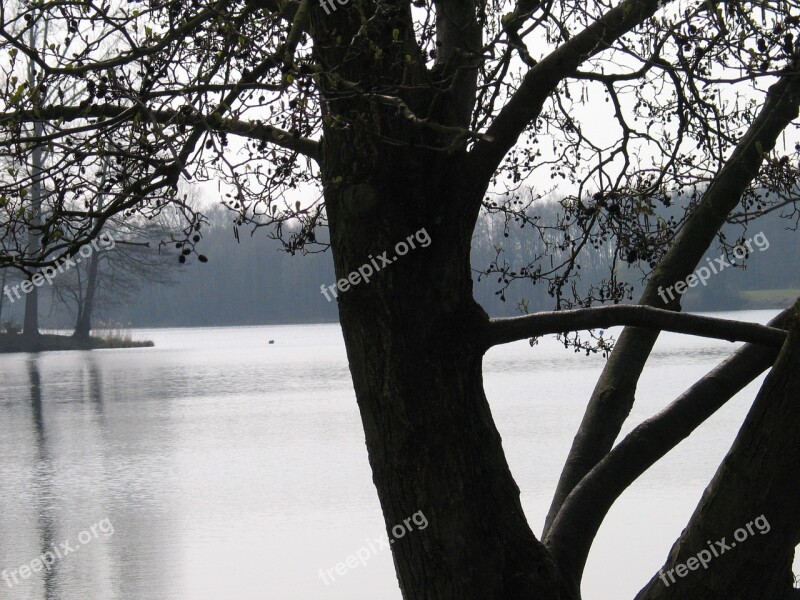 Contrast Shades Of Gray Winter Tree Tribe