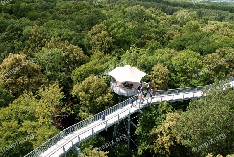 Forest Canopy Nature Autumn Forest Treetop