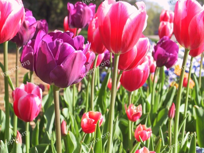 Flowers Tulip Red Free Photos