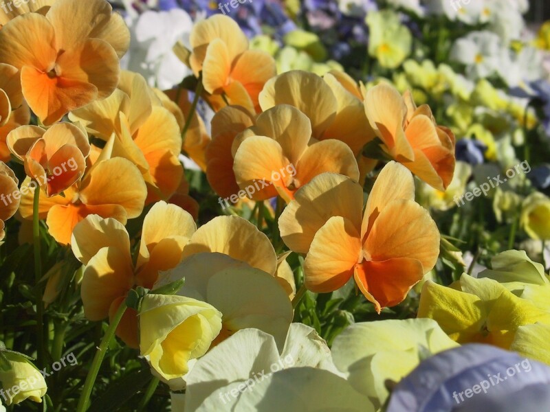 Flowers Pansies Colorful Orange Free Photos