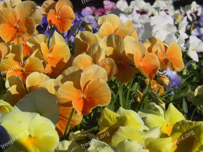 Flowers Pansies Colorful Orange Free Photos