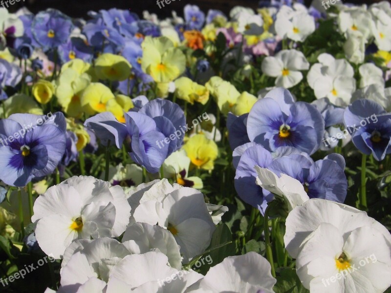 Flowers Pansies Colorful Free Photos