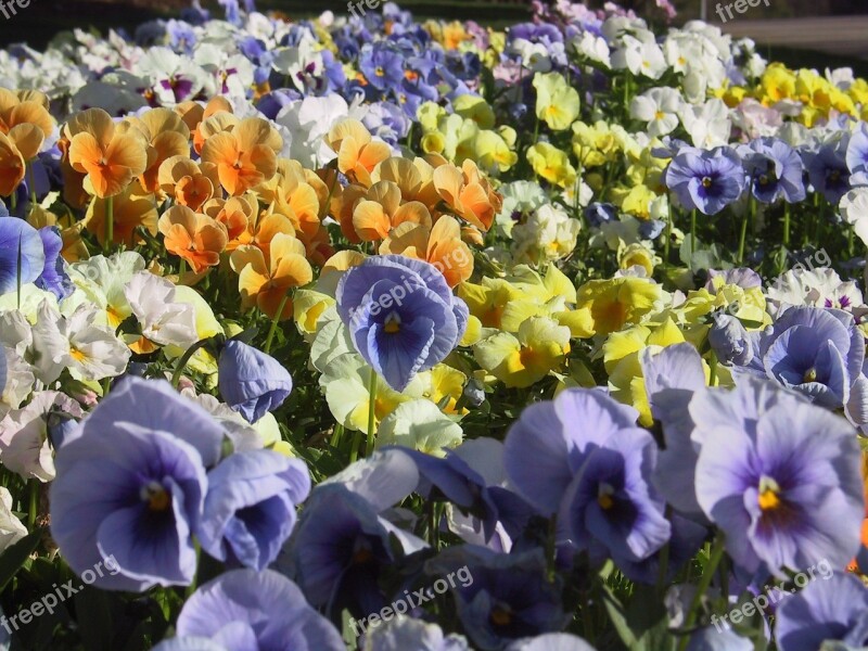 Flowers Pansies Colorful Free Photos