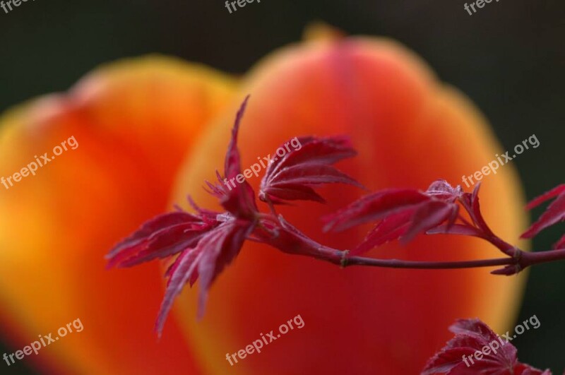 Maple Tulip Flower Tree Spring