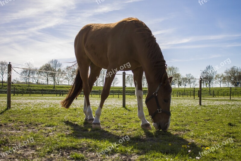 Horse Spring Brown Blue Sky Muzzle