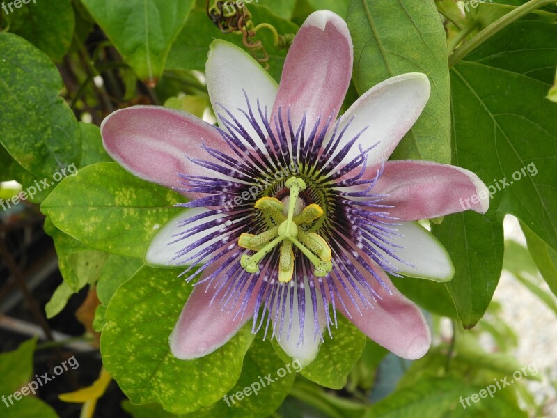 Passion Flower Blossom Bloom Pistil Close Up