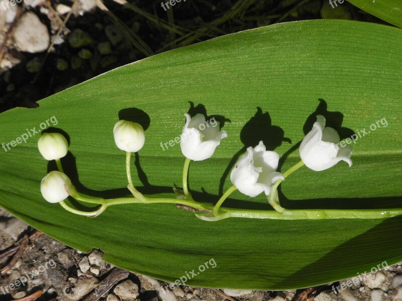 Lily Of The Valley Leaf White Blossom Bloom